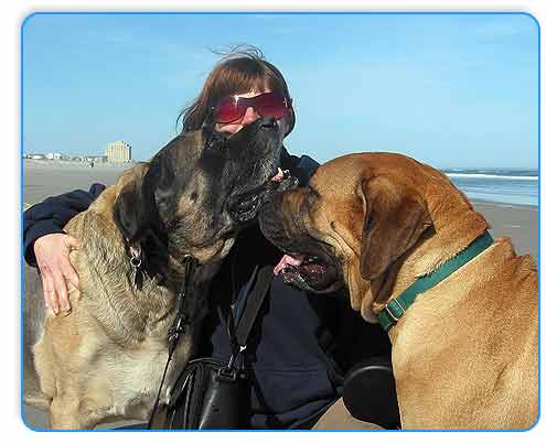 dog trainer philadelphia agressive